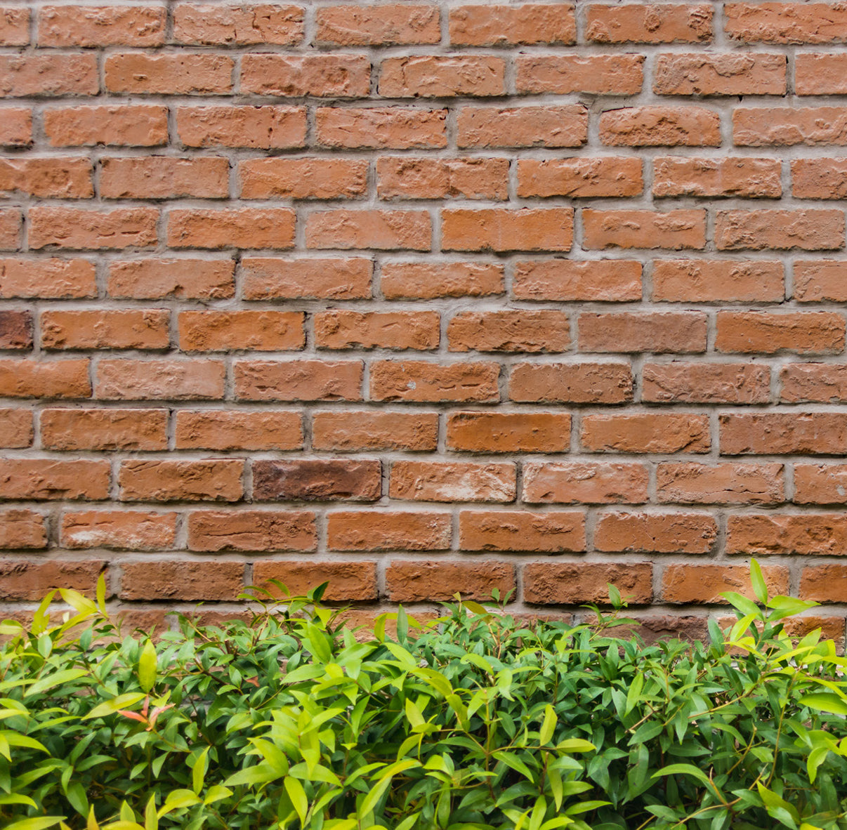 Brick wall with green shrubbery at the base