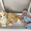 Doll and Pet therapy products
